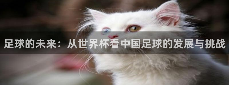 世界杯足球赛:足球的未来:从世界杯看中国足球的发展与挑战